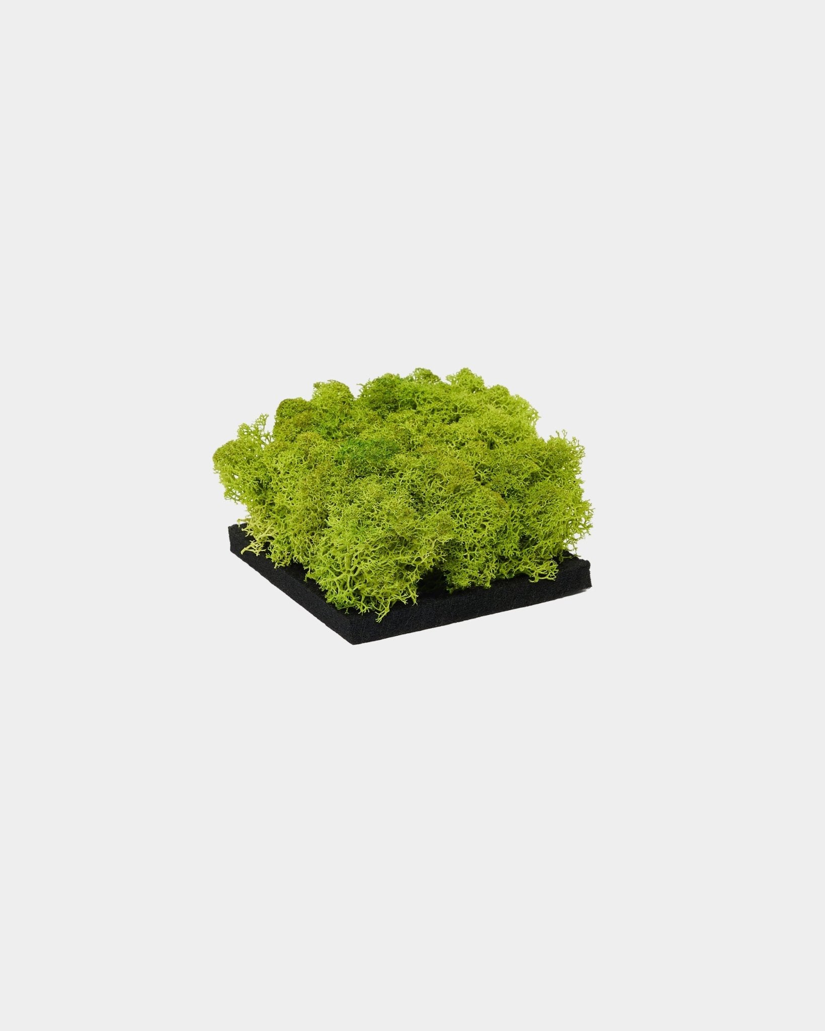 WoodUpp Moss Akustikpanel prøve i Apple Green med levende grøn bevaret moss på en black base, vist mod en enkel hvid baggrund.