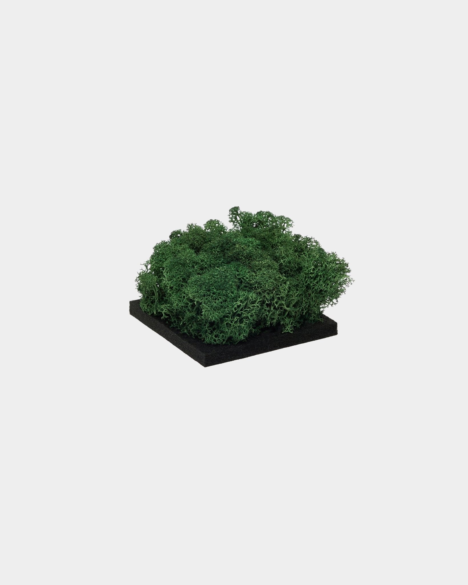 WoodUpp-prøve af Moss i Moss Green med tæt, grøn konserveret moss på en kvadratisk base af black, vist på en enkel hvid baggrund.