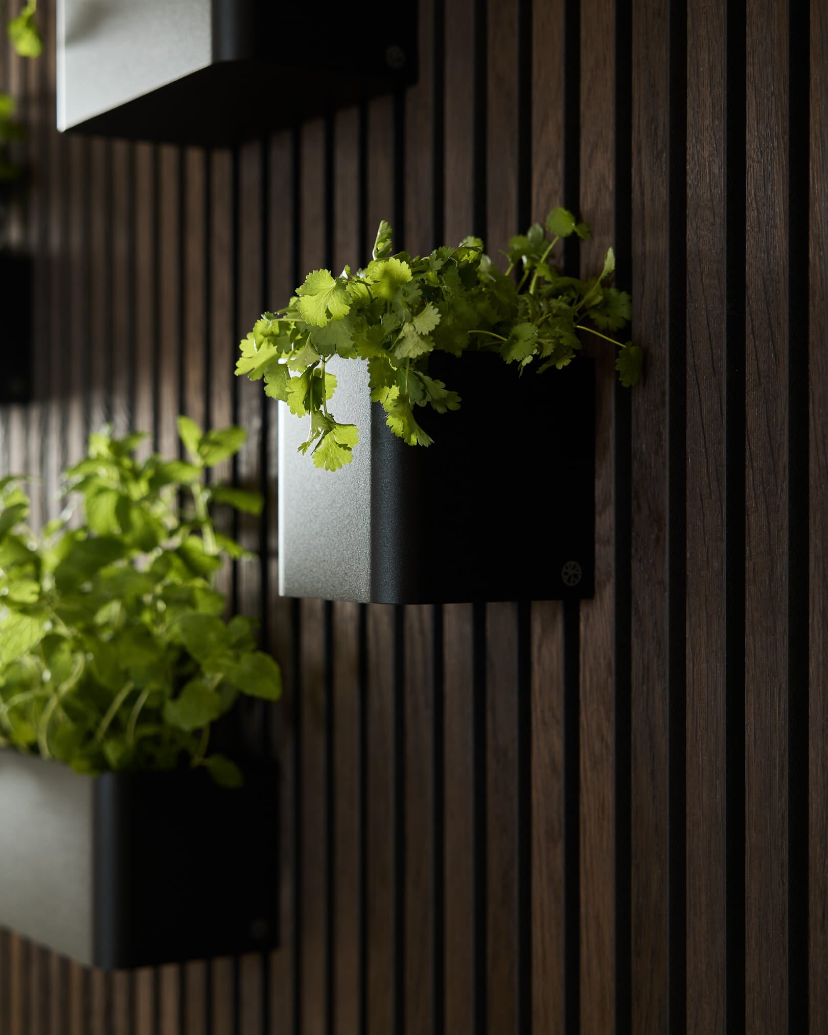 Grønne planter i WoodUpp Norr Plant Box, 11,9 cm Black, sat op mod en mørk lodret væg af akustiske træpaneler.