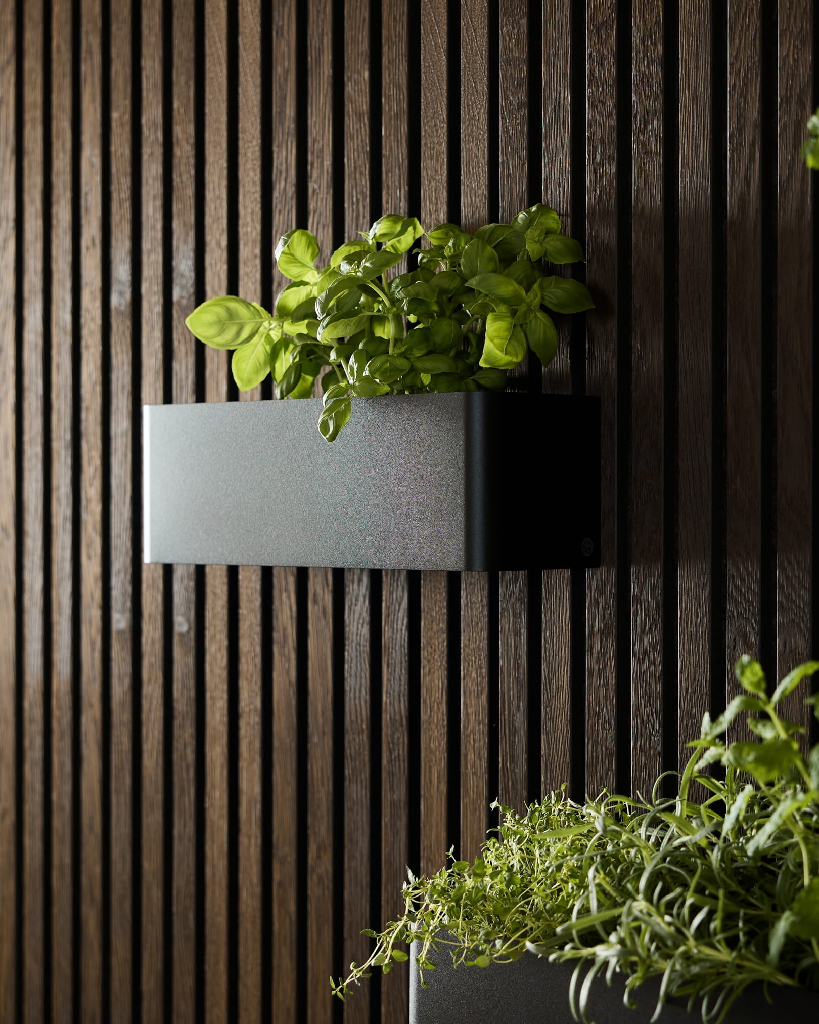 En sort WoodUpp Norr Plant Box (35,9 cm) med grøn basilikum placeret på et mørkt akustisk lamelvægspanel ved siden af en anden plantekasse med bladgrønt.