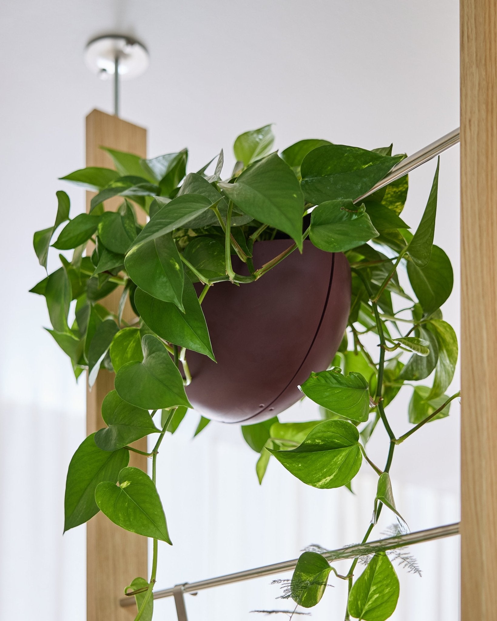 En pothos vokser i en Gro Soft Pocket BM2 Ox Red (4 l) fra WoodUpp, hvor den hænger indendørs på et akustikpanel med ranker, der falder ned i bølger.